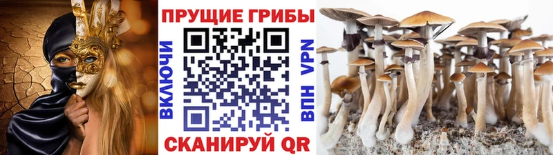купить  сайты  Мичуринск  Псилоцибиновые грибы GOLDEN TEACHER 